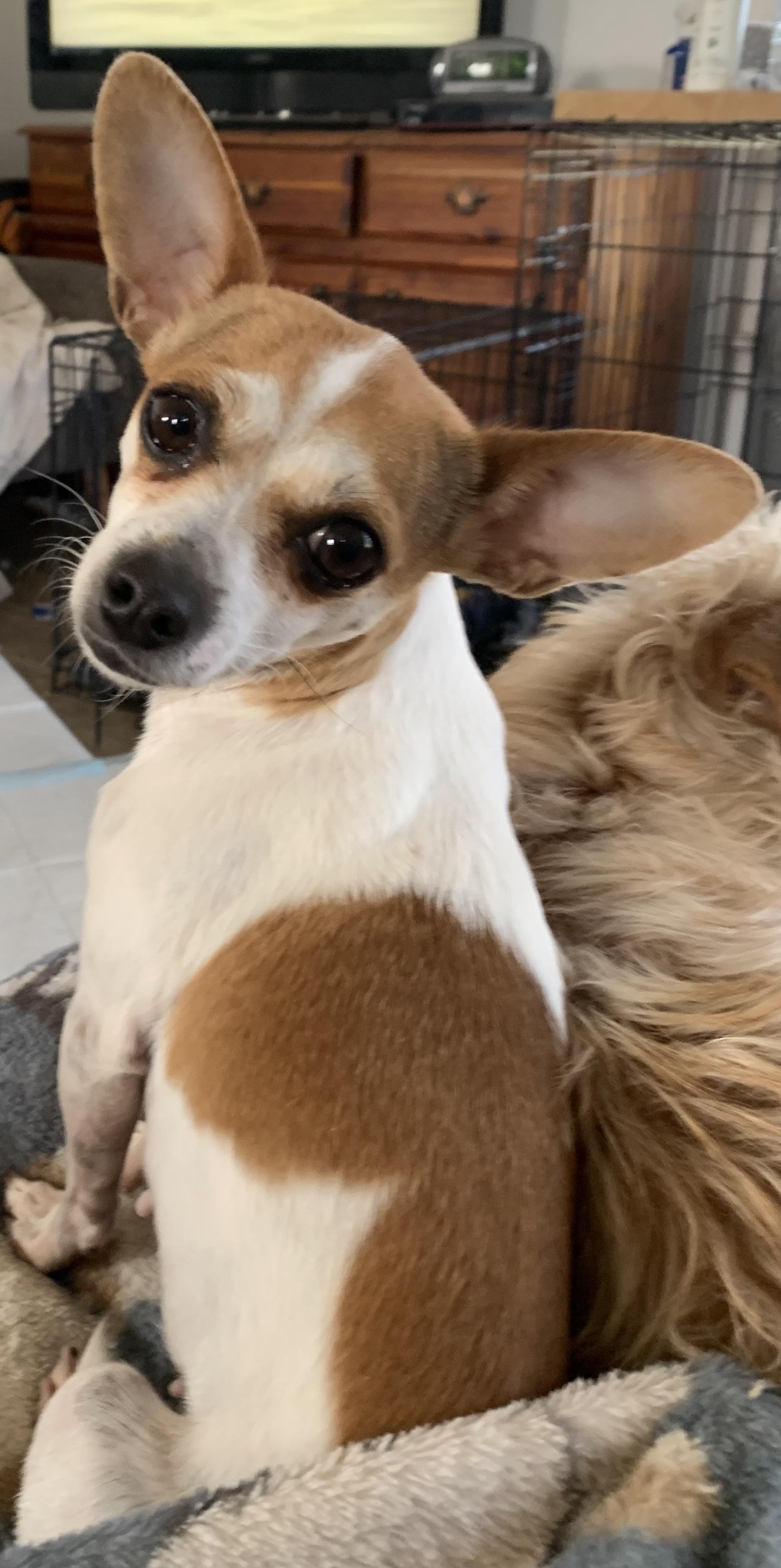 Allie (Alice), an adopted Chihuahua in Albert Lea, MN image 2/2