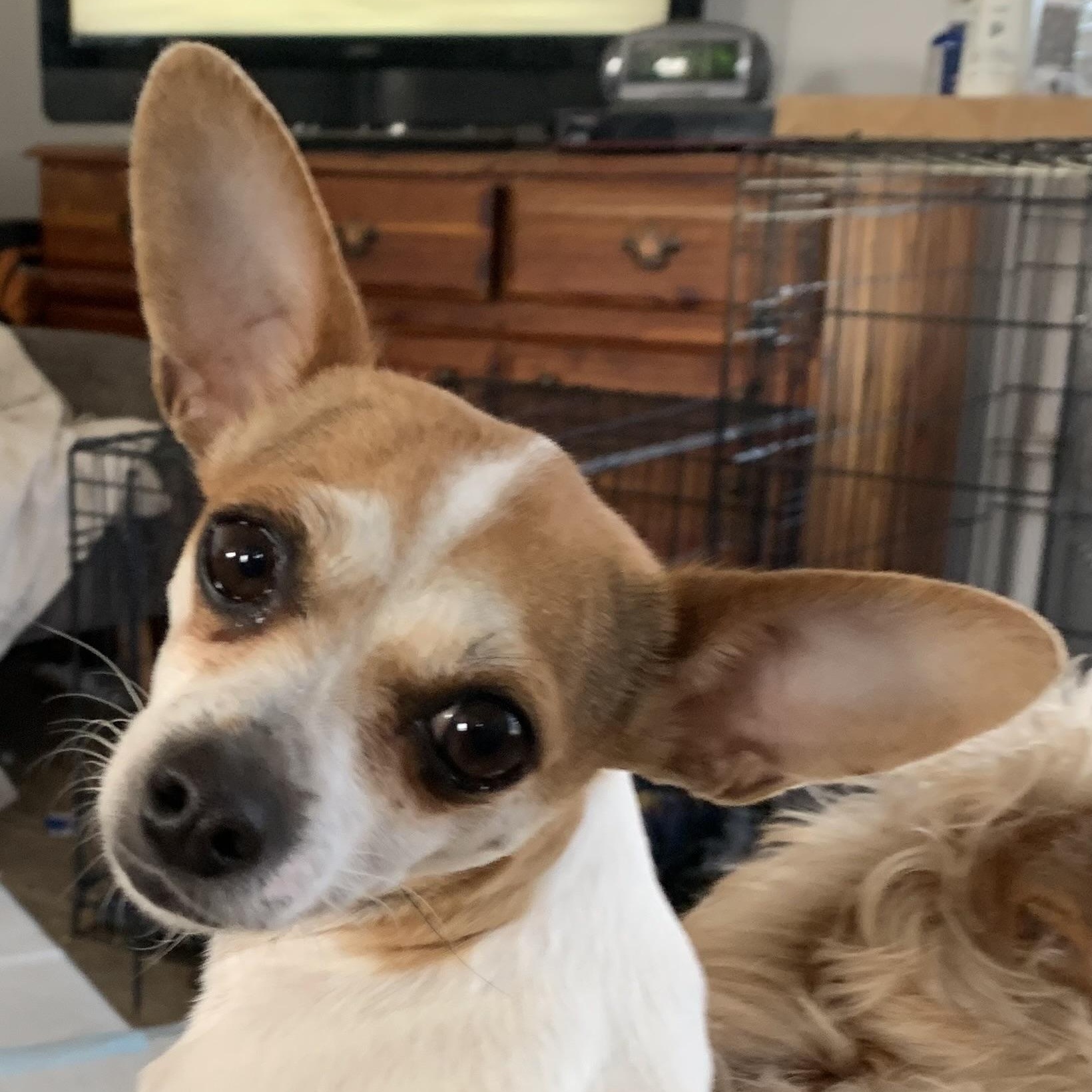 Allie (Alice), an adopted Chihuahua in Albert Lea, MN image 1/2