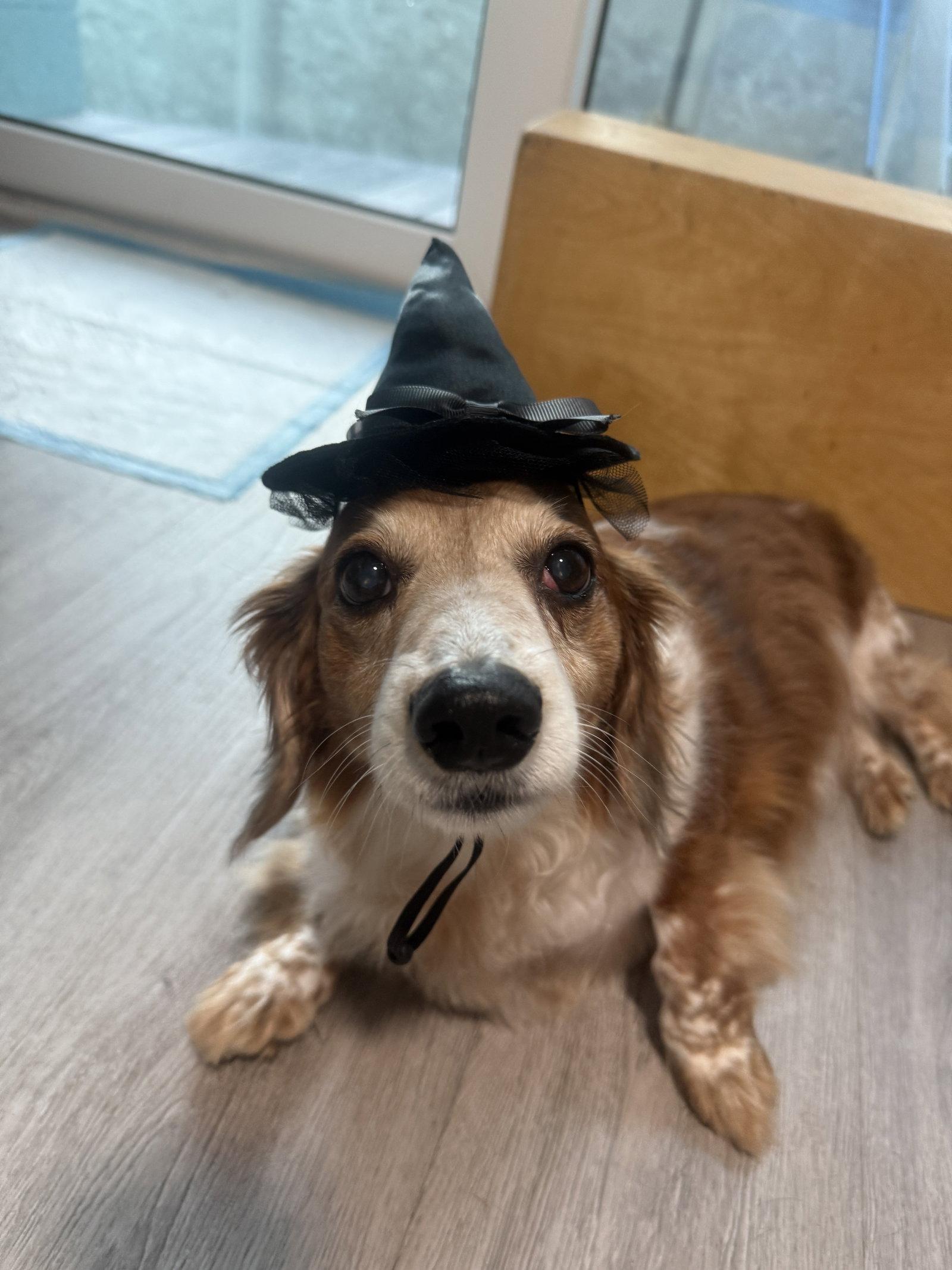 Dexter, Adoptable, Senior Male Dachshund.