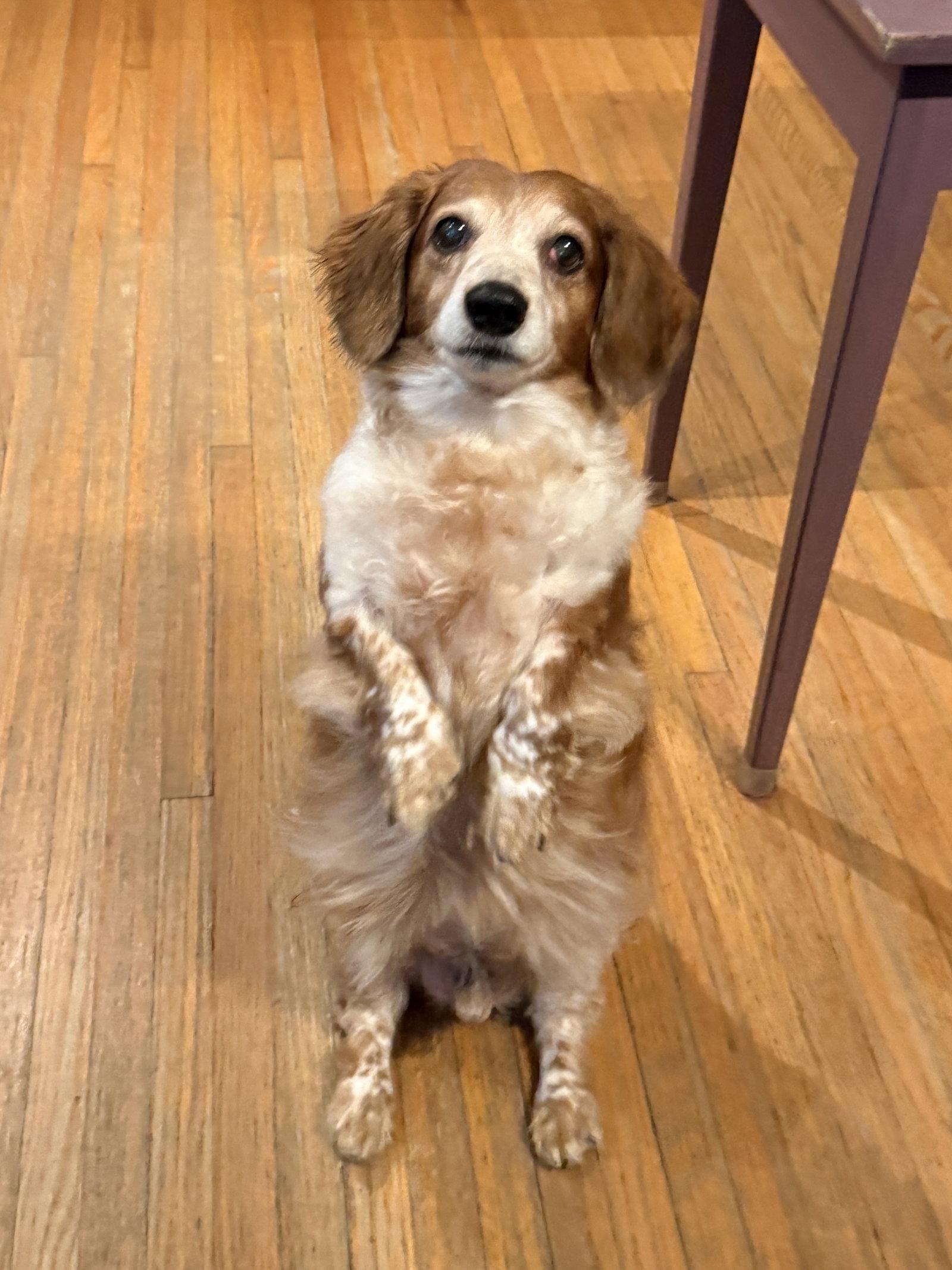 Enlarge Dexter, a Adoptable Dachshund in Jacksonville, FL image 2/3