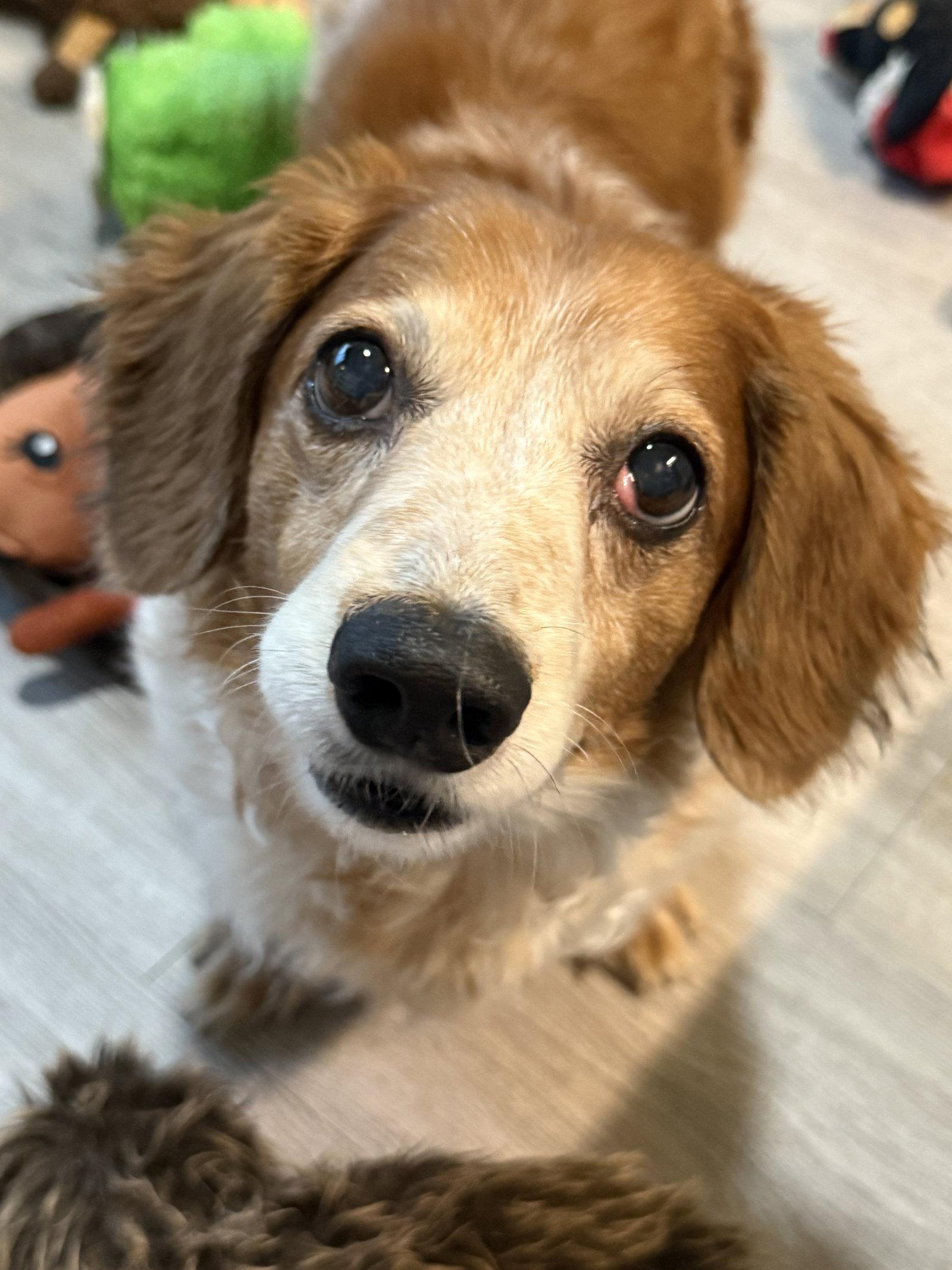 Enlarge Dexter, a Adoptable Dachshund in Jacksonville, FL image 3/3