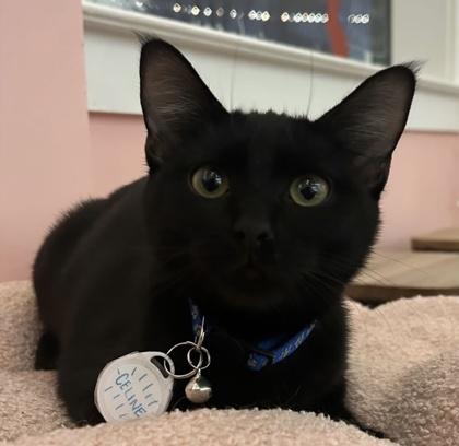 Enlarge Celine (Pounce Cat Cafe), a Adoptable Domestic Short Hair in Savannah, GA image 1/2