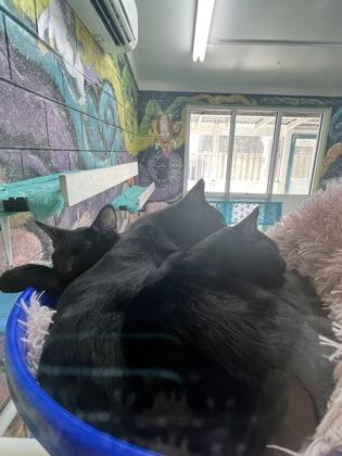 Enlarge Celine (Pounce Cat Cafe), a Adoptable Domestic Short Hair in Savannah, GA image 2/2