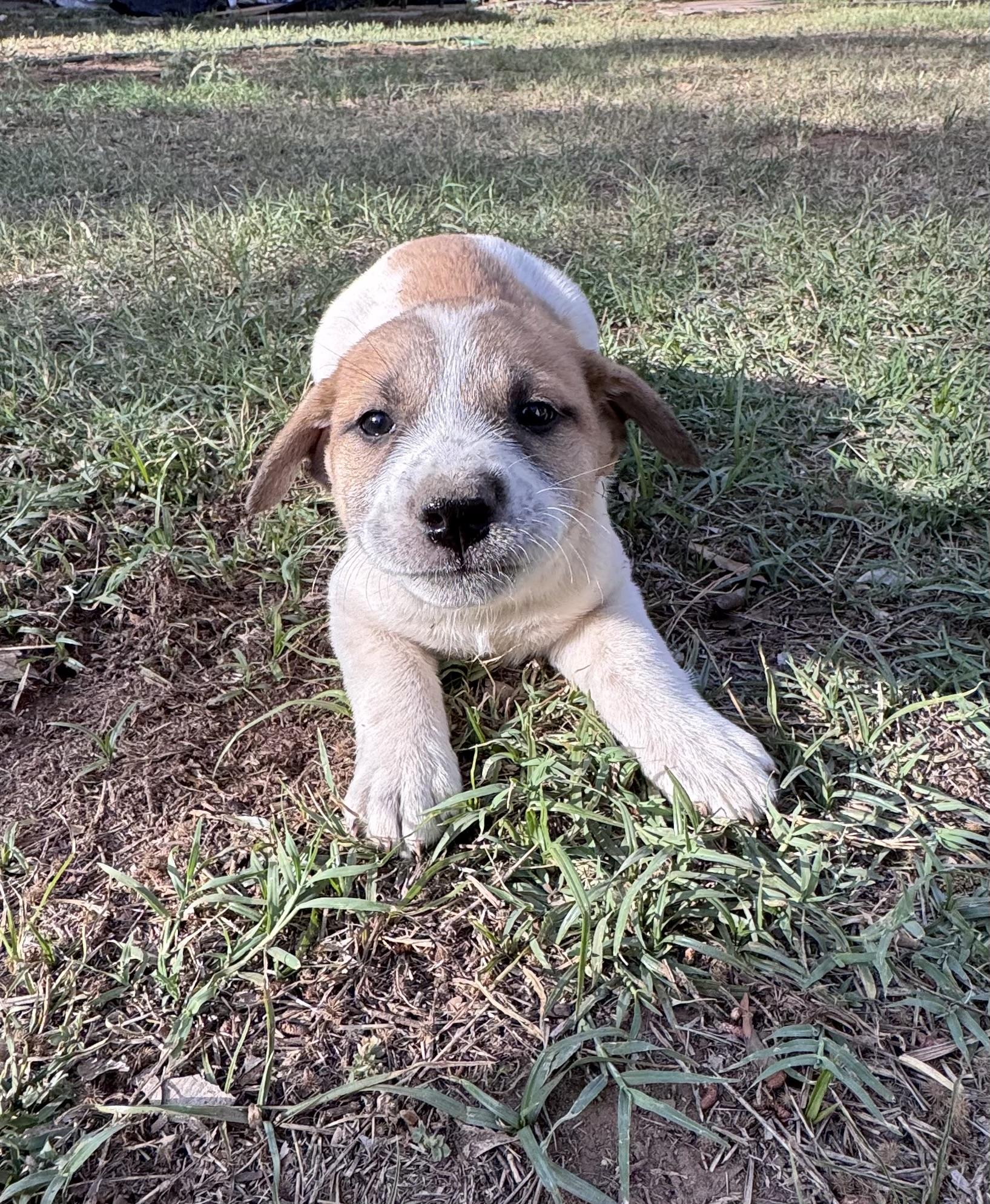 Francine, adopted, Puppy Female Great Pyrenees & Pit Bull Terrier.