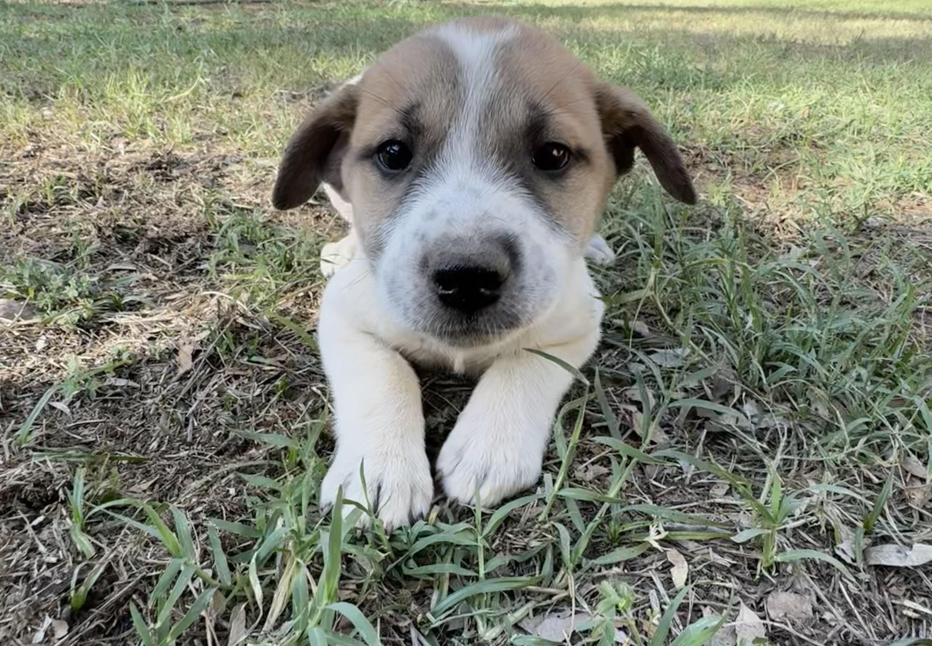 Enlarge Francine, an adopted mixed breed in Rochester, TX image 3/3