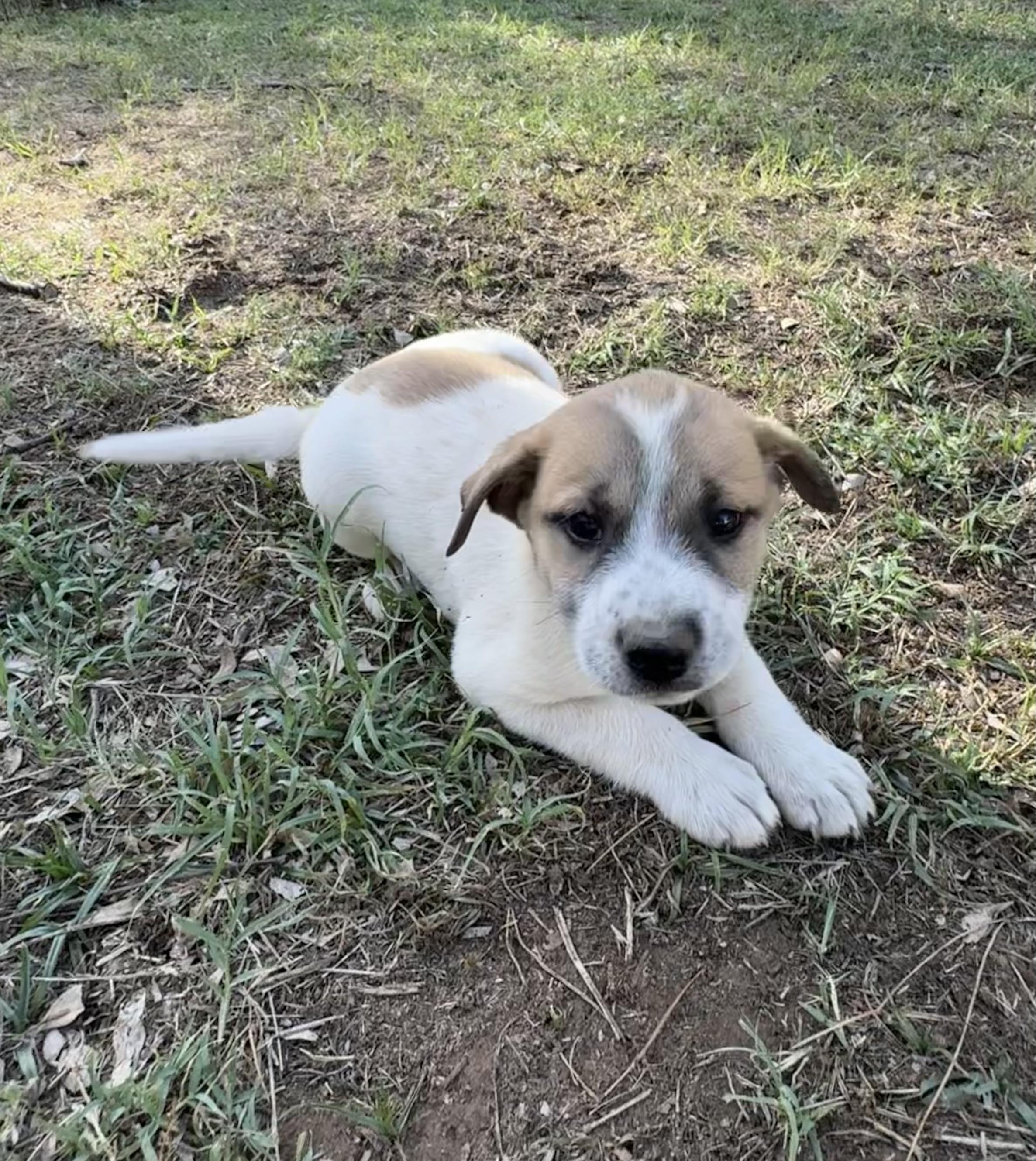 Enlarge Francine, an adopted mixed breed in Rochester, TX image 2/3