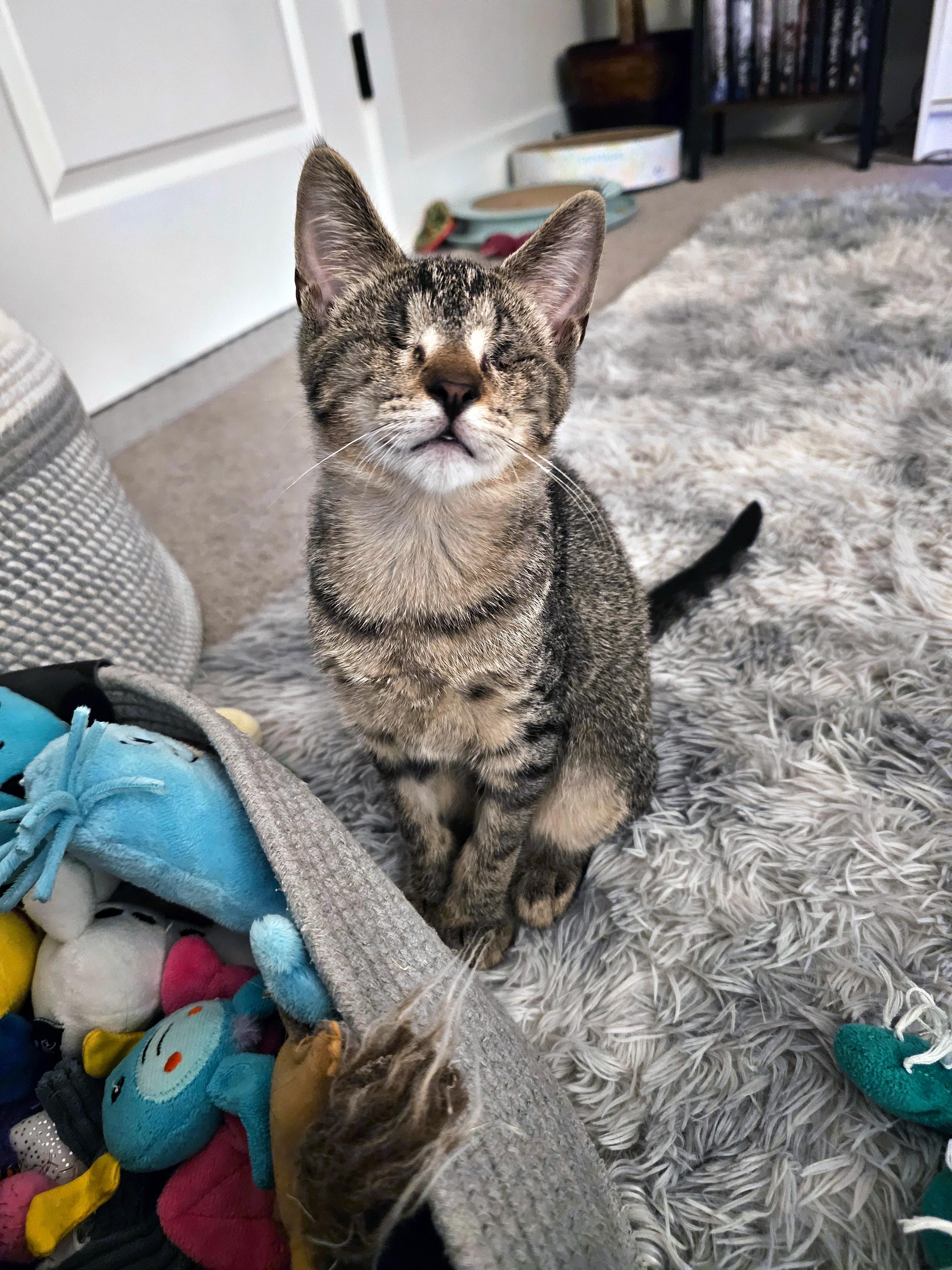 Enlarge Ignos, a Adopted Domestic Short Hair in Apex, NC image 1/5