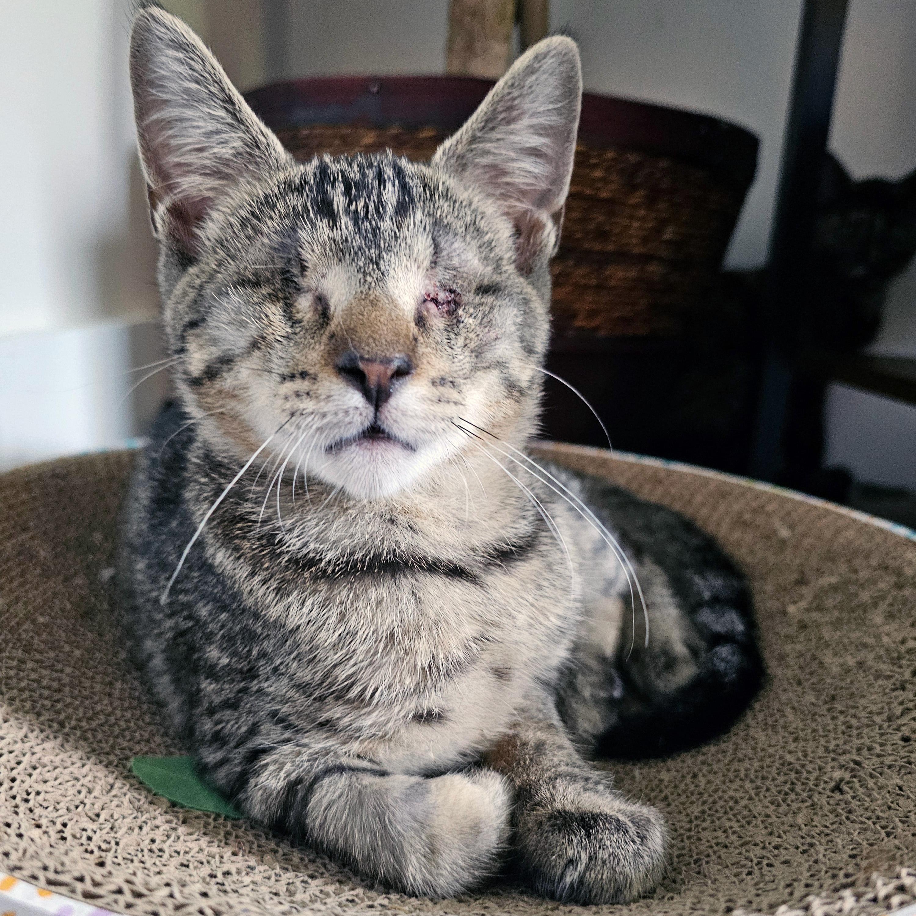 Enlarge Ignos, a Adopted Domestic Short Hair in Apex, NC image 5/5