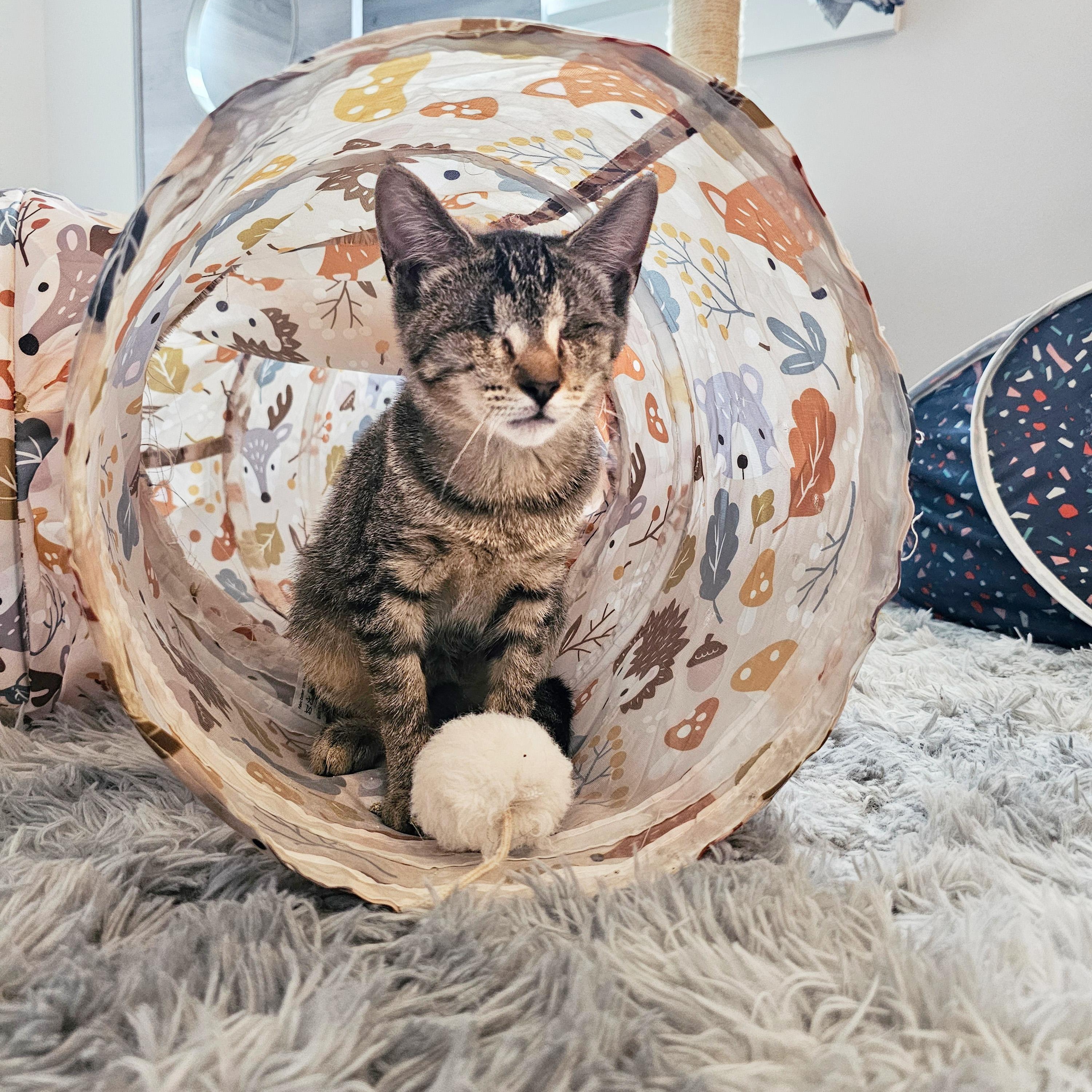 Enlarge Ignos, a Adopted Domestic Short Hair in Apex, NC image 2/5