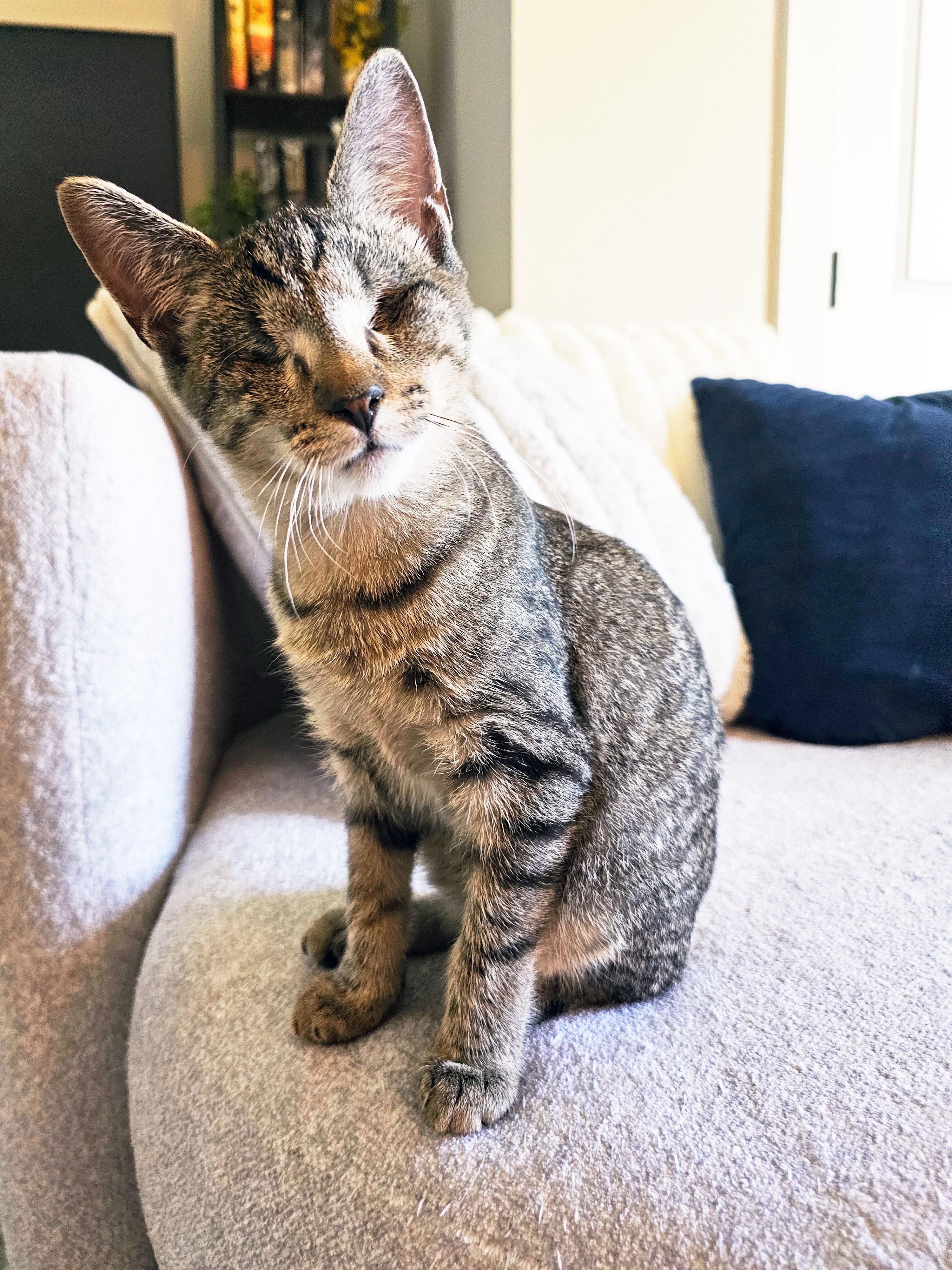 Enlarge Ignos, a Adopted Domestic Short Hair in Apex, NC image 3/5