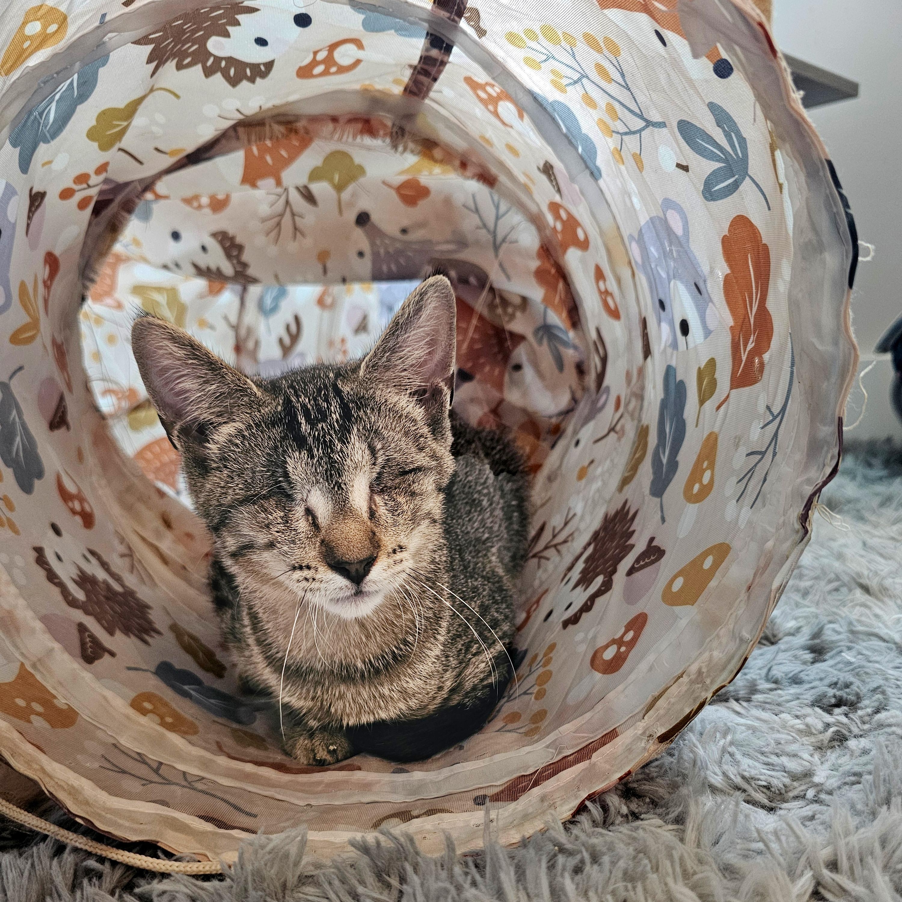 Enlarge Ignos, a Adopted Domestic Short Hair in Apex, NC image 4/5