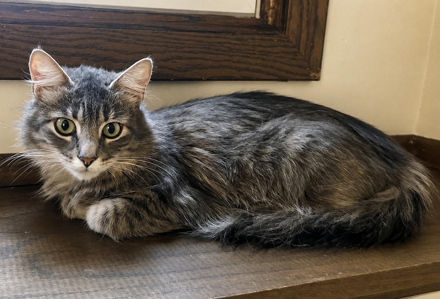 Enlarge Nimbus, a ADOPTABLE Domestic Medium Hair in Eden Prairie, MN image 2/3