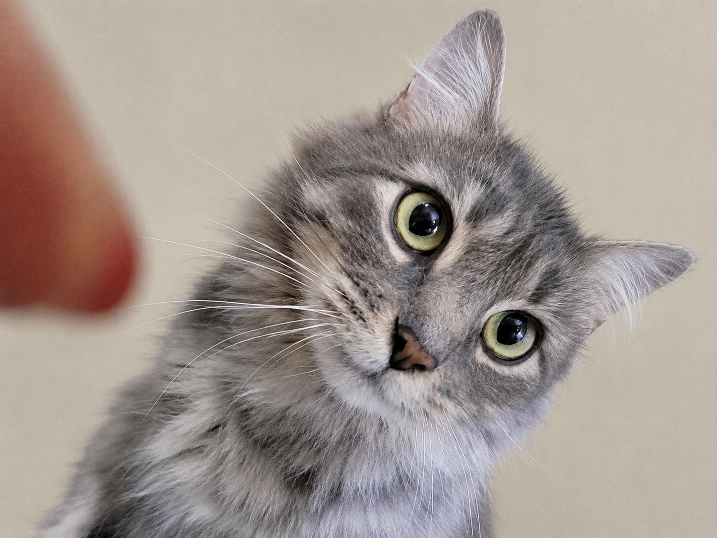 Nimbus, ADOPTABLE, Young Female Domestic Medium Hair.