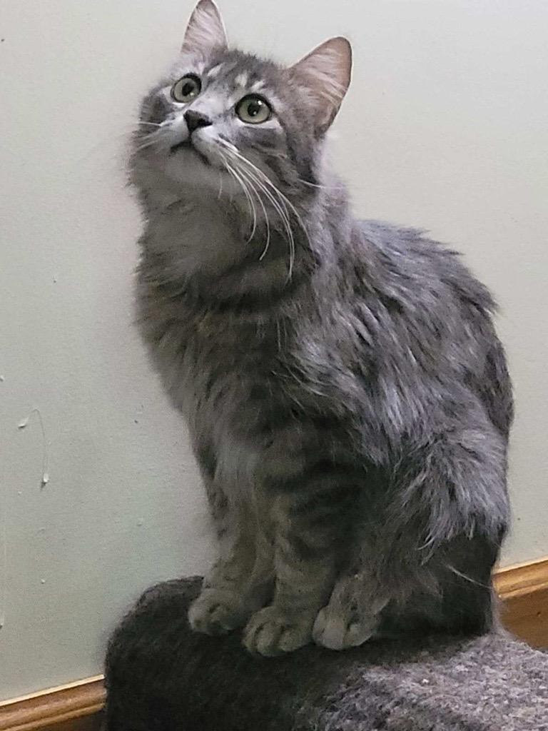 Enlarge Nimbus, a ADOPTABLE Domestic Medium Hair in Eden Prairie, MN image 3/3