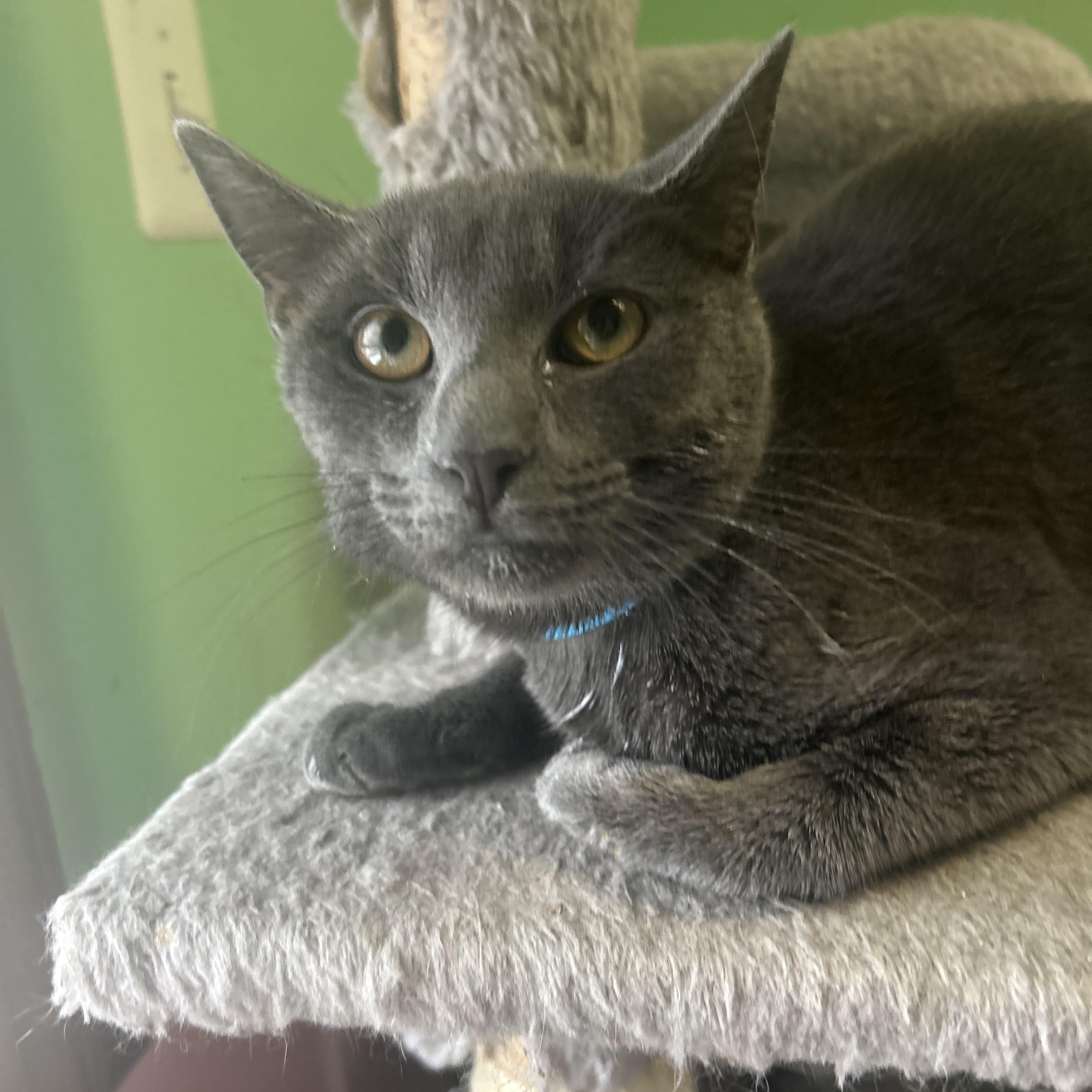 Enlarge Ash, an adopted mixed breed in Philadelphia, PA image 2/4