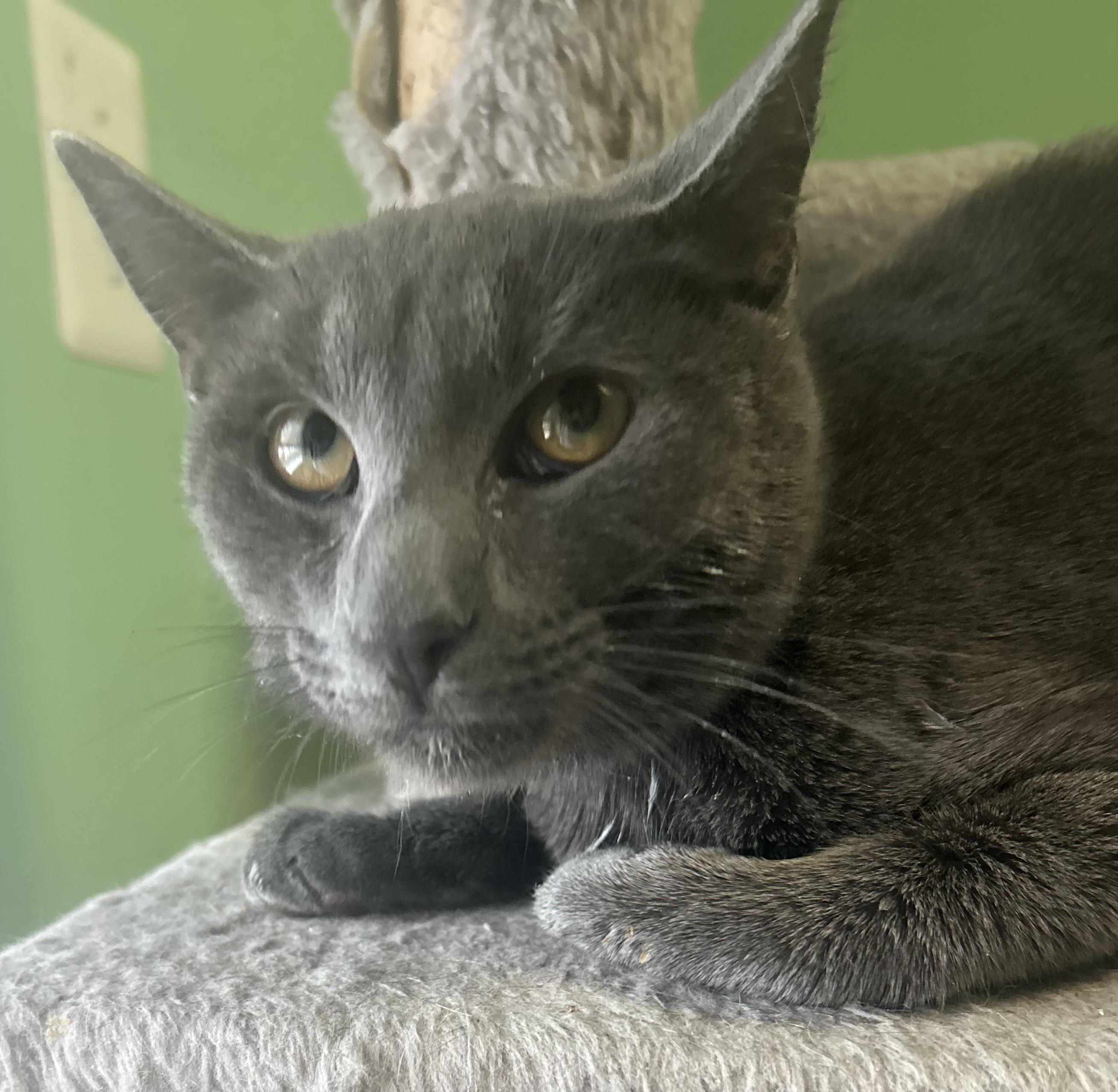 Enlarge Ash, an adopted mixed breed in Philadelphia, PA image 4/4