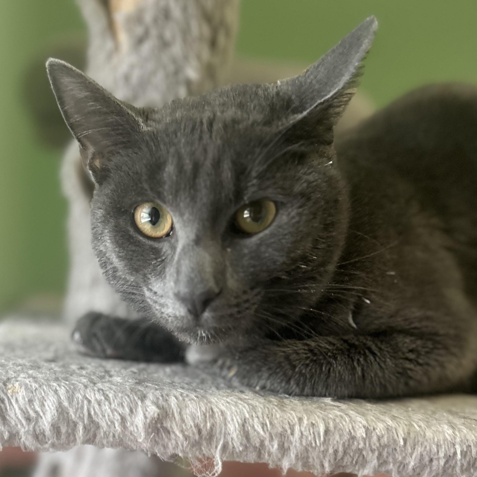 Enlarge Ash, an adopted mixed breed in Philadelphia, PA image 3/4