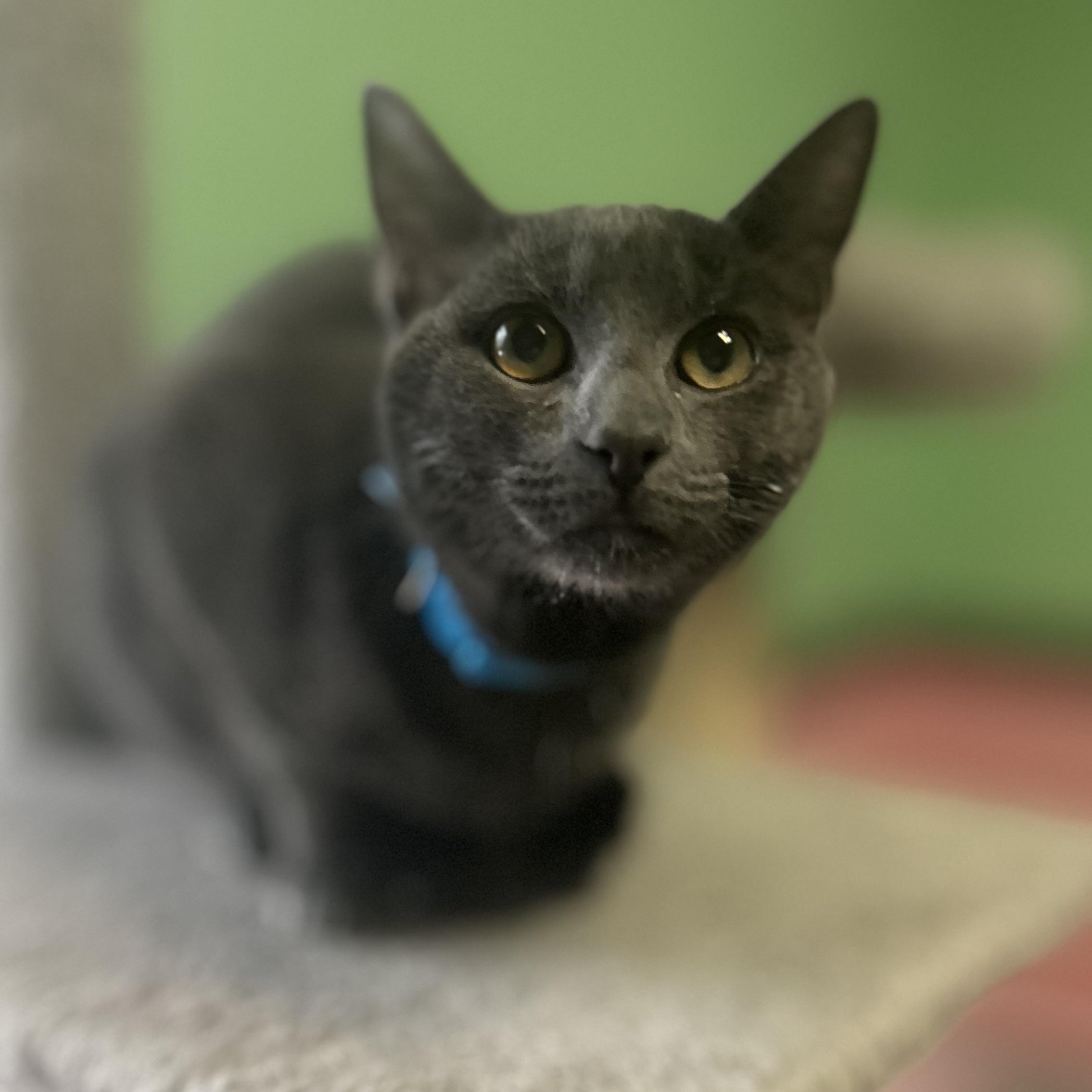 Ash, adopted, Young Male Russian Blue & Domestic Short Hair.