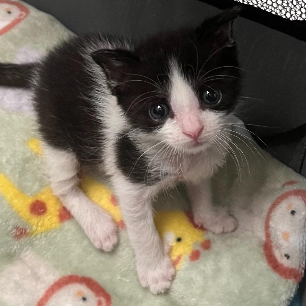 Magee, Adoptable, Kitten Male Domestic Short Hair.