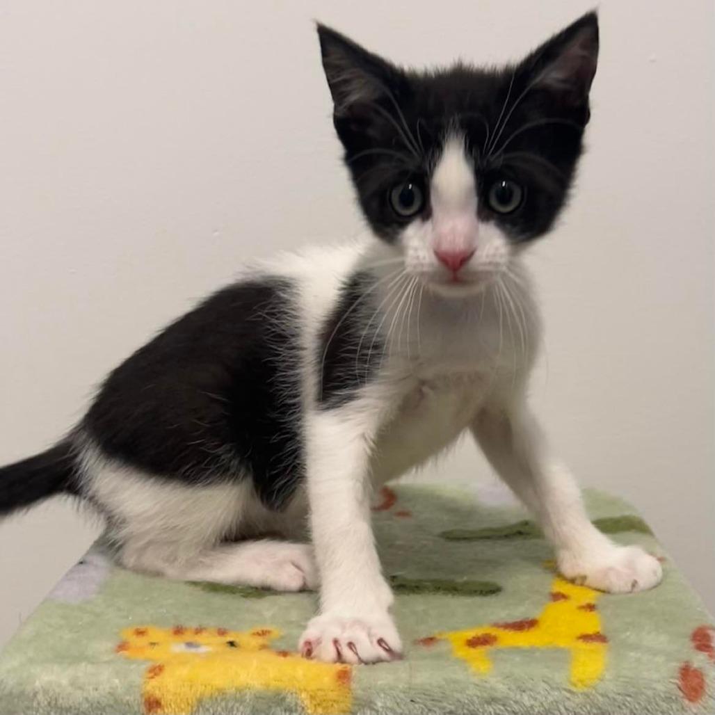 Enlarge Magee, a Adoptable Domestic Short Hair in Vineland, NJ image 2/5