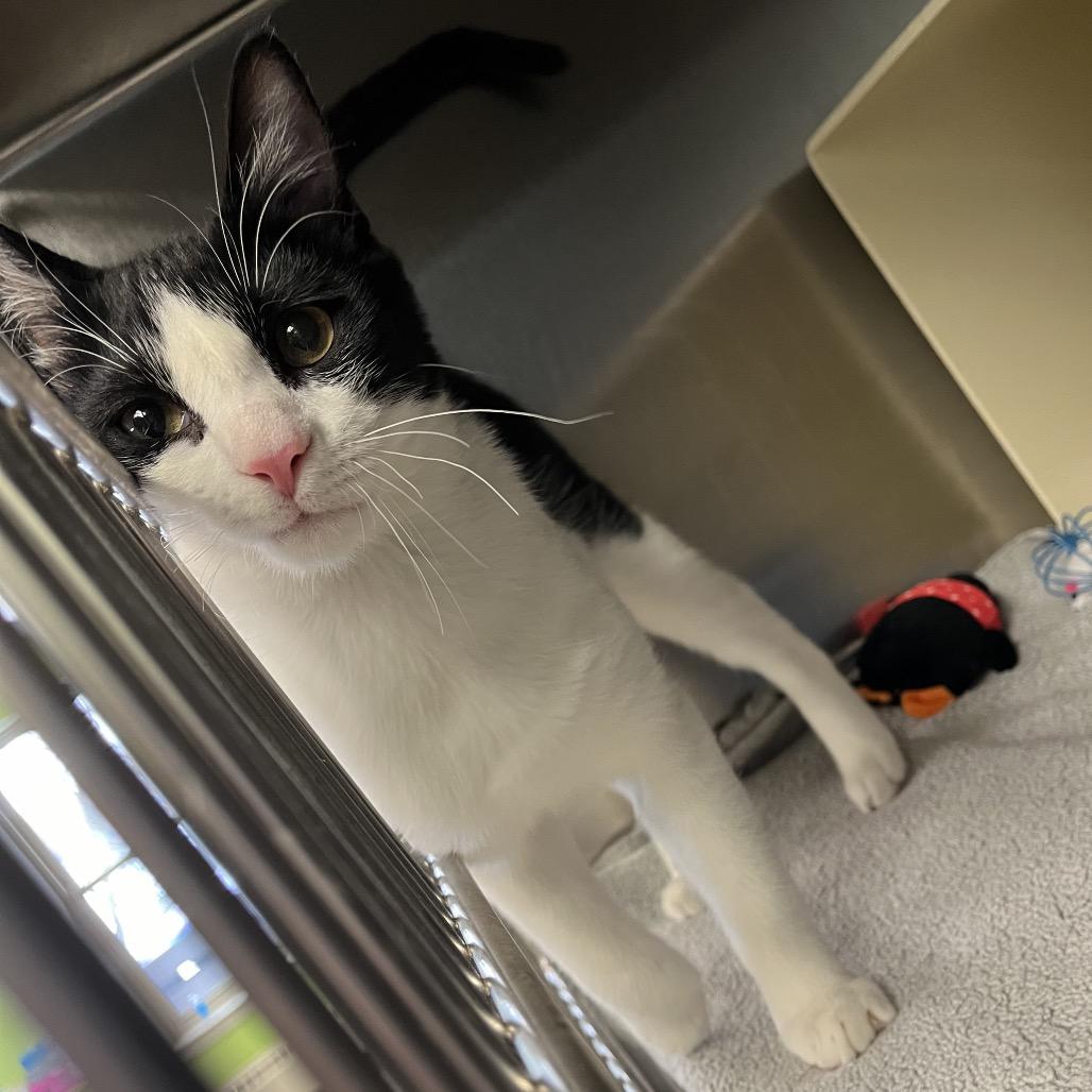 Enlarge Magee, a Adoptable Domestic Short Hair in Vineland, NJ image 3/5