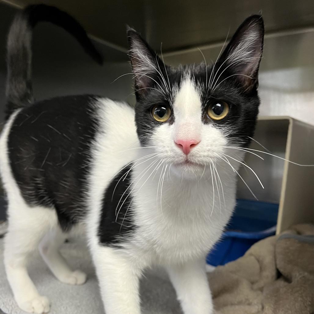 Enlarge Magee, a Adoptable Domestic Short Hair in Vineland, NJ image 4/5