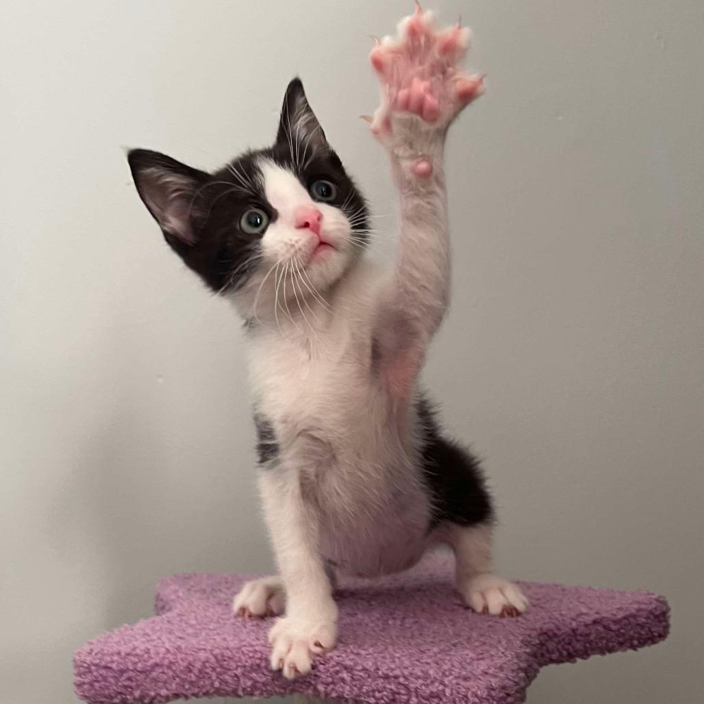 Enlarge Magee, a Adoptable Domestic Short Hair in Vineland, NJ image 5/5