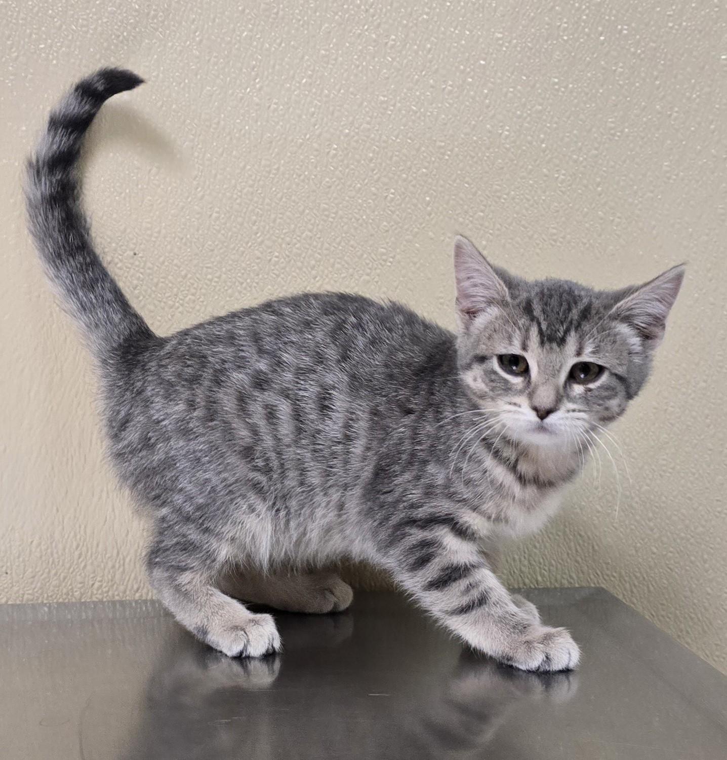 Enlarge Roxxi, an adopted mixed breed in Brainerd, MN image 1/1