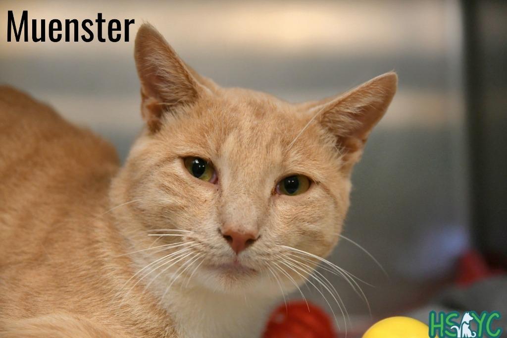 Muenster photo