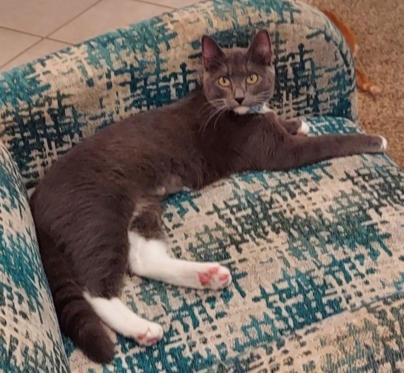 Kimber, a Adoptable Domestic Medium Hair in Panama city, FL image 1/3