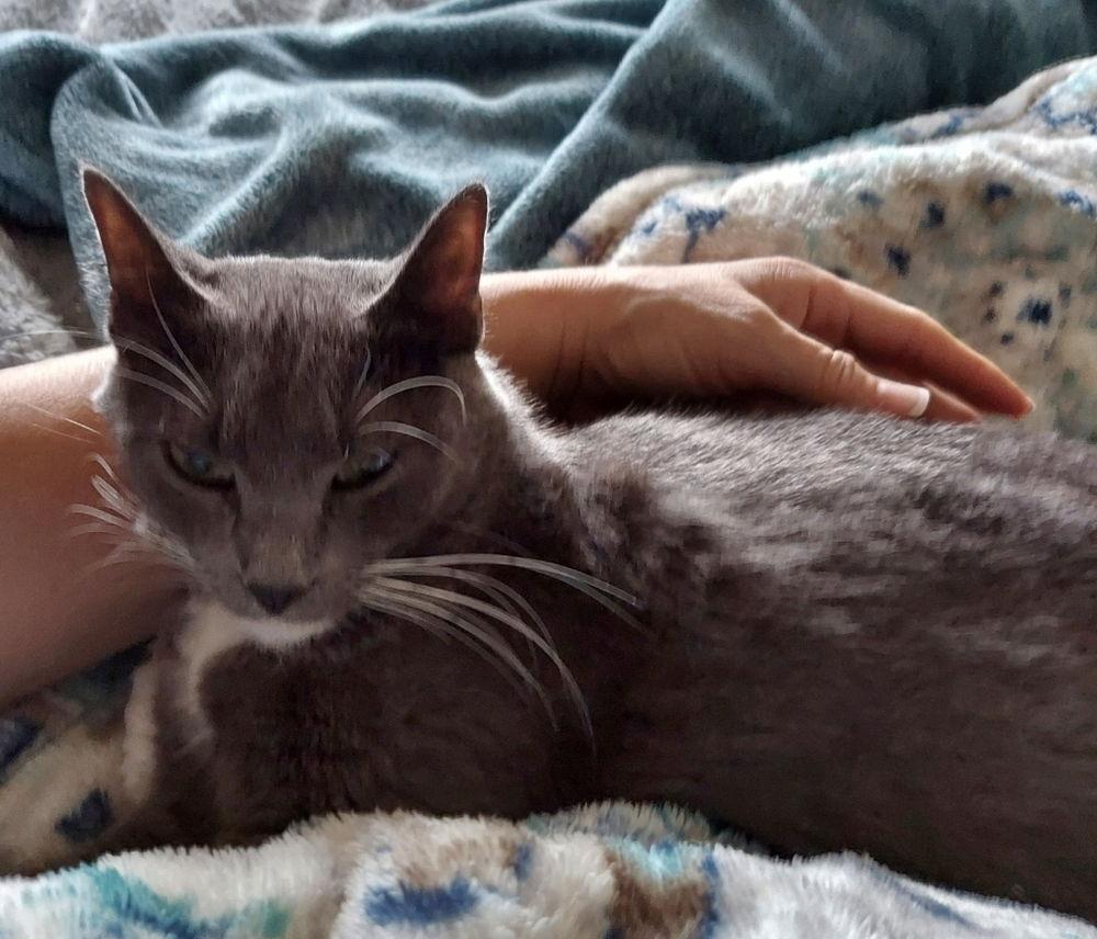 Kimber, a Adoptable Domestic Medium Hair in Panama city, FL image 2/3