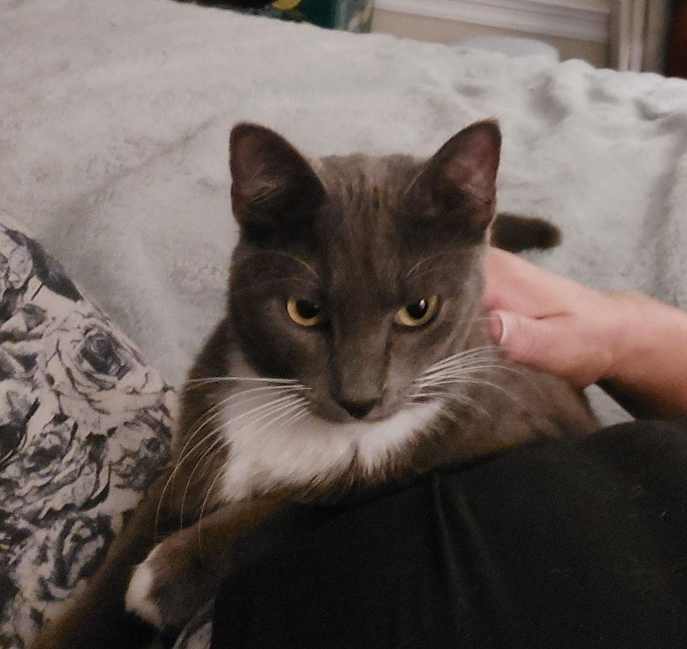 Kimber, a Adoptable Domestic Medium Hair in Panama city, FL image 3/3