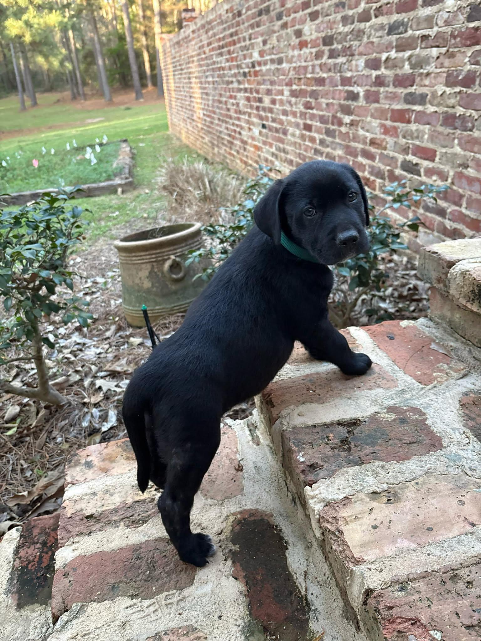 Enlarge Cillian, a Adoptable mixed breed in Fairhaven, MA image 3/5