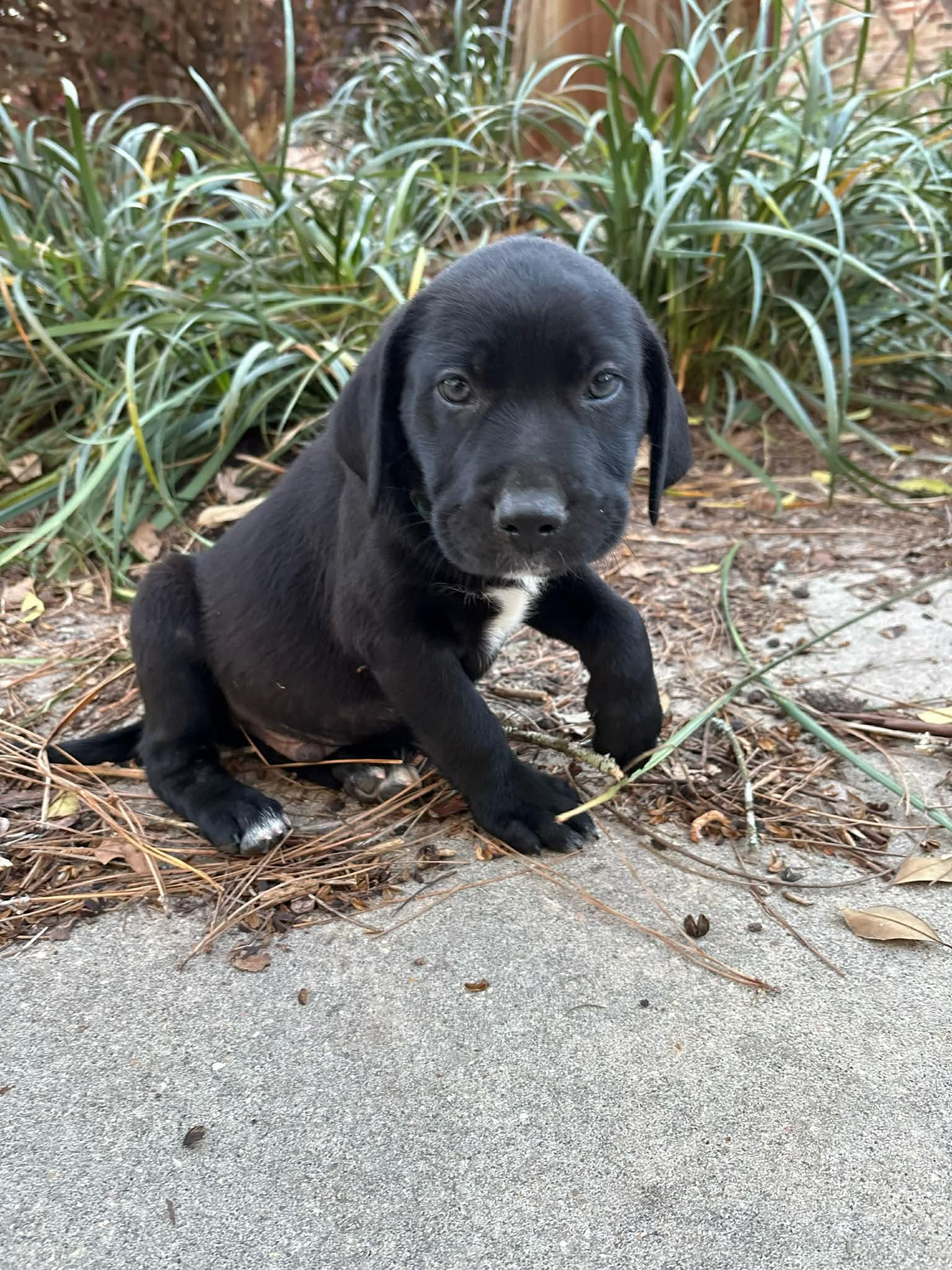Enlarge Cillian, a Adoptable mixed breed in Fairhaven, MA image 5/5