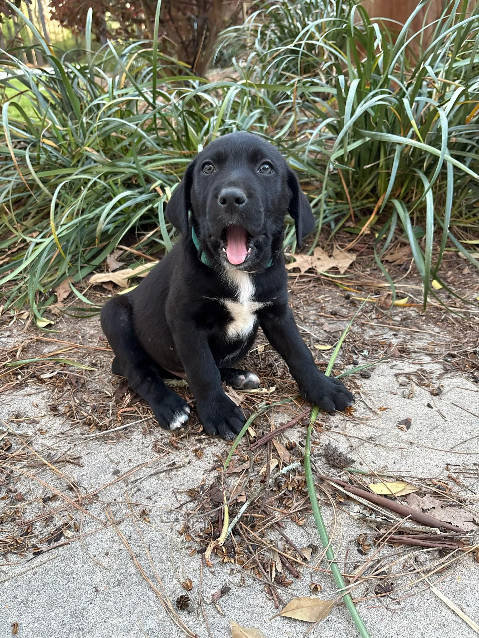 Enlarge Cillian, a Adoptable mixed breed in Fairhaven, MA image 2/5