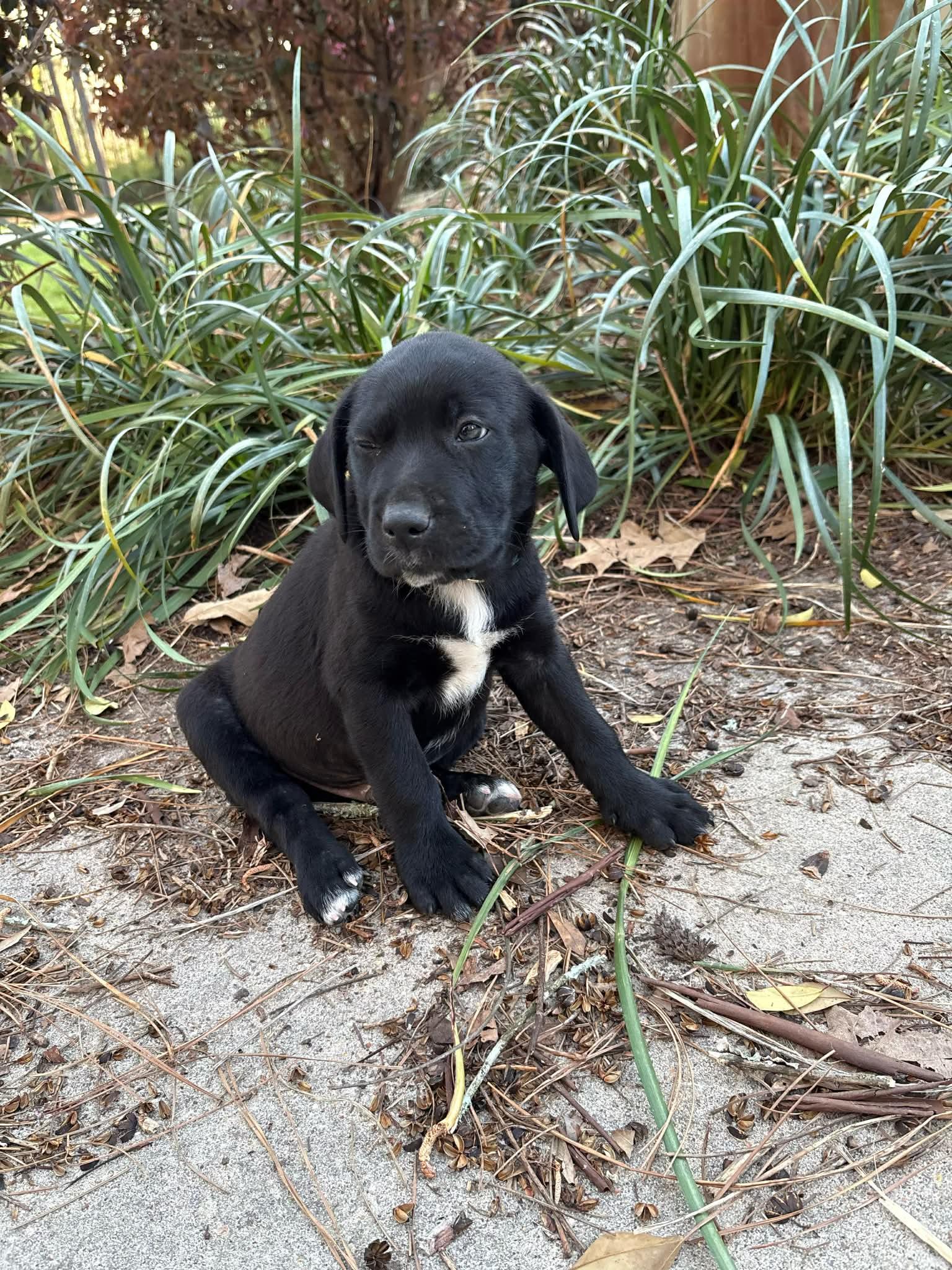 Enlarge Cillian, a Adoptable mixed breed in Fairhaven, MA image 4/5