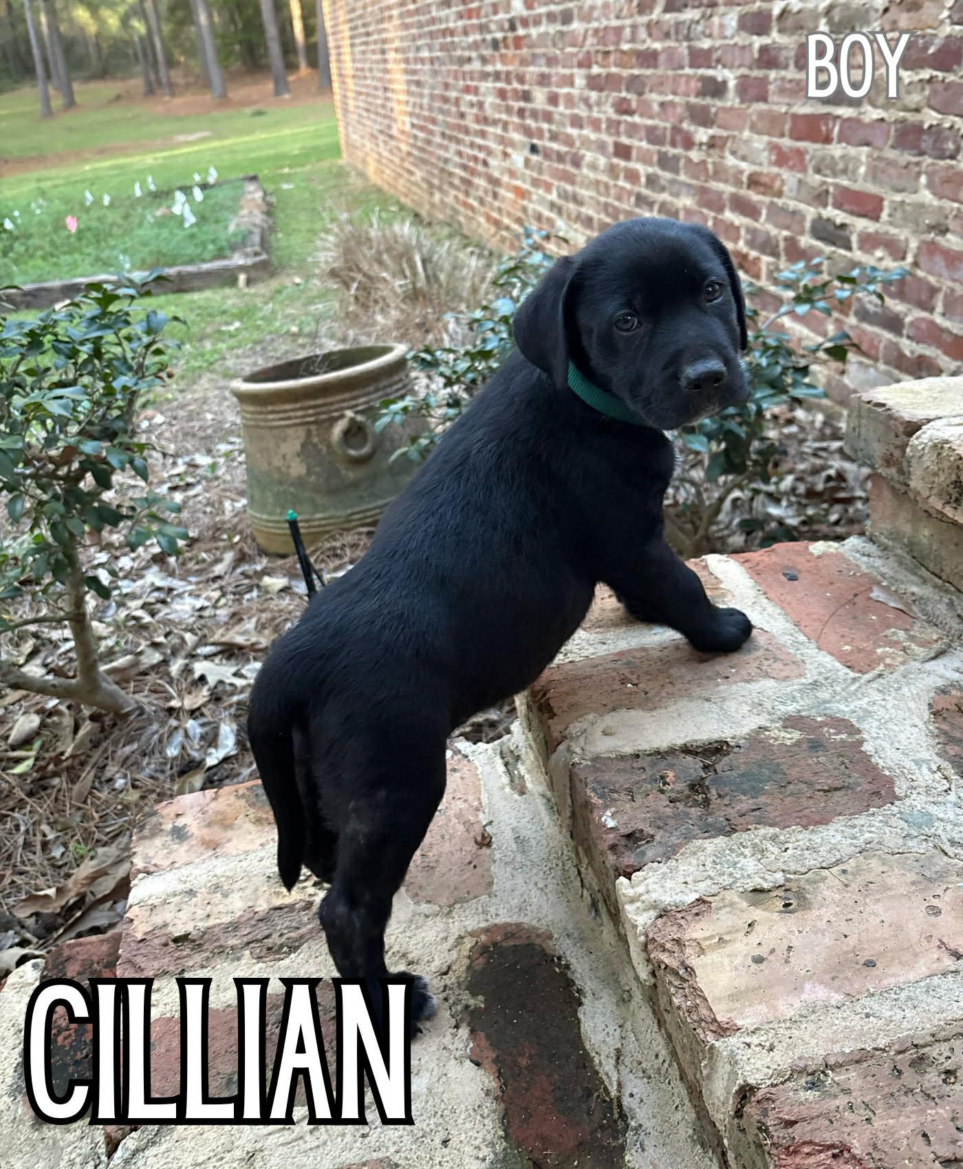 Enlarge Cillian, a Adoptable mixed breed in Fairhaven, MA image 1/5