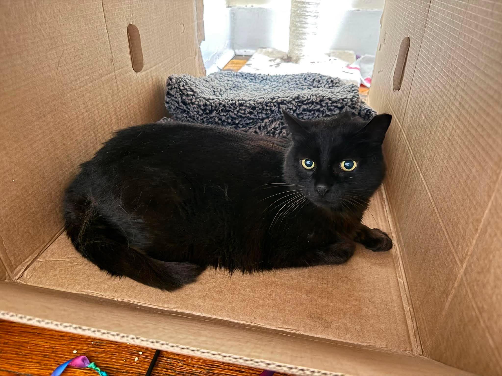 Koffee, a ADOPTABLE Domestic Short Hair in Roslindale, MA image 3/4