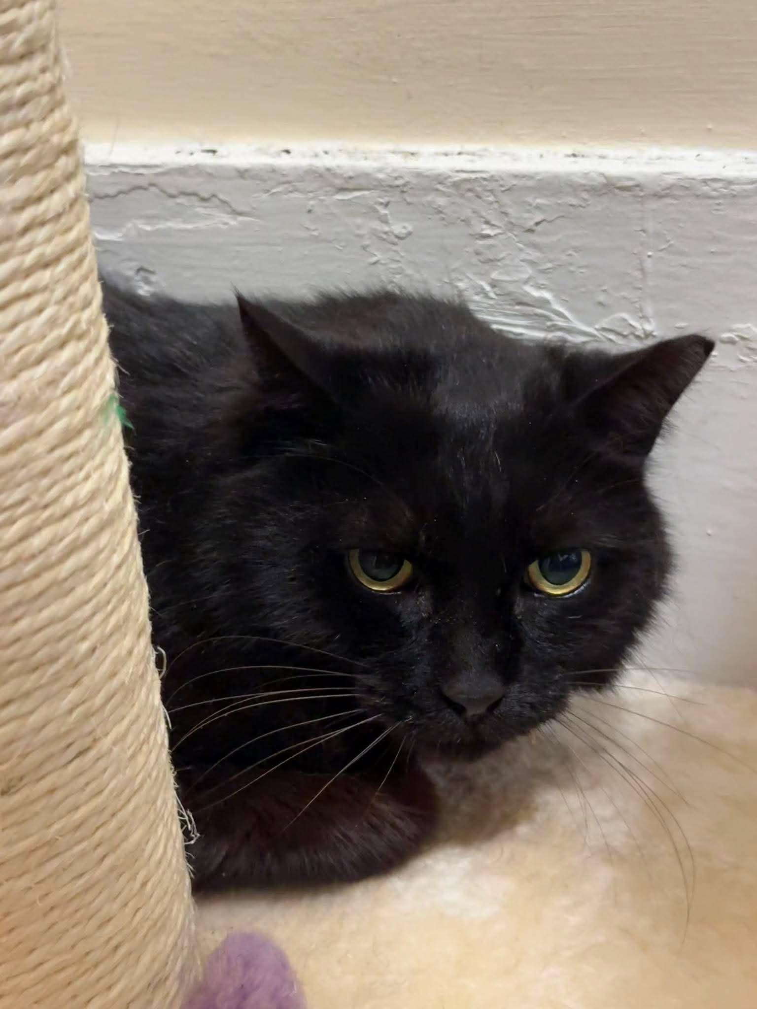 Koffee, a ADOPTABLE Domestic Short Hair in Roslindale, MA image 2/4