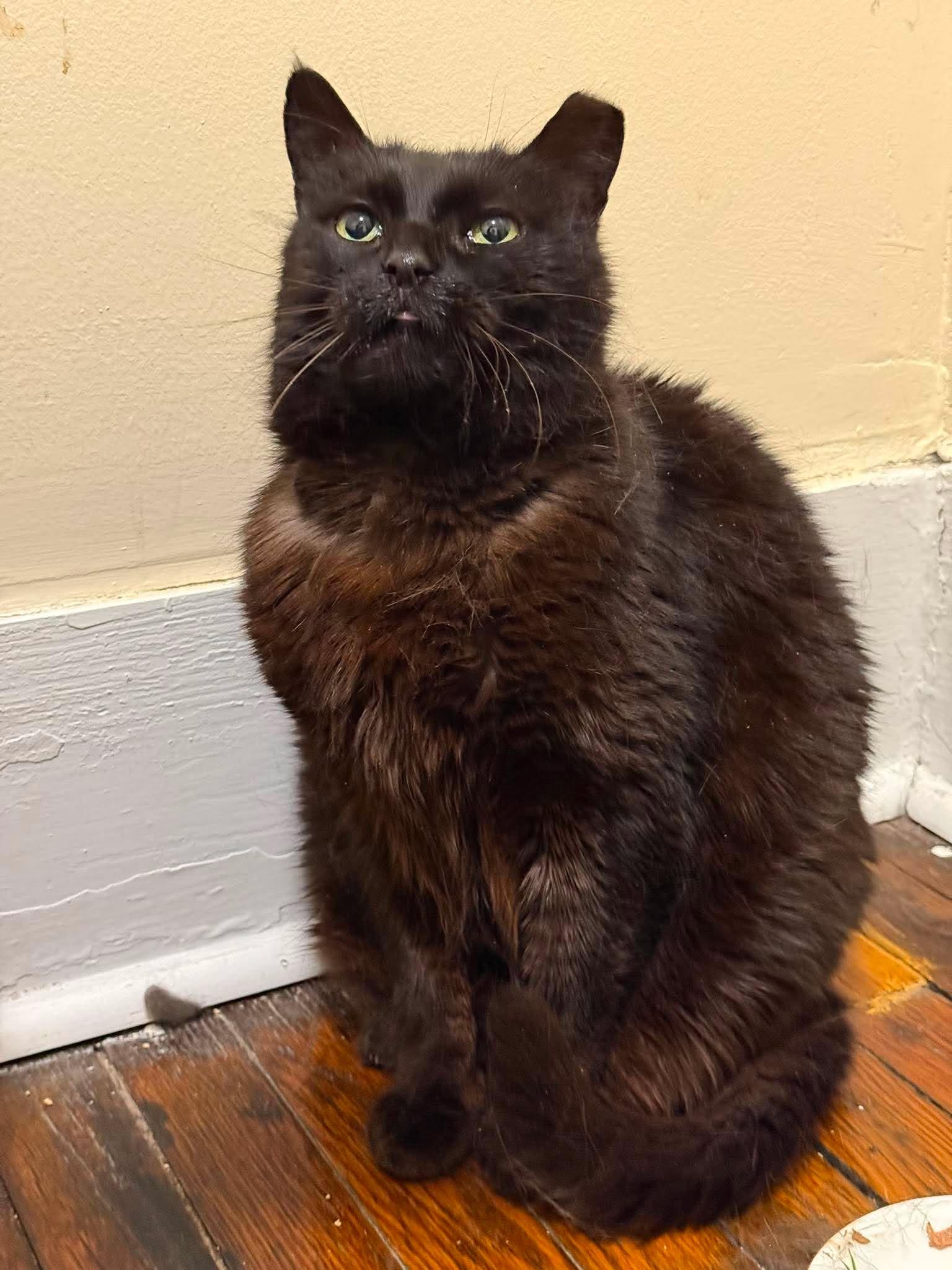 Koffee, a ADOPTABLE Domestic Short Hair in Roslindale, MA image 4/4
