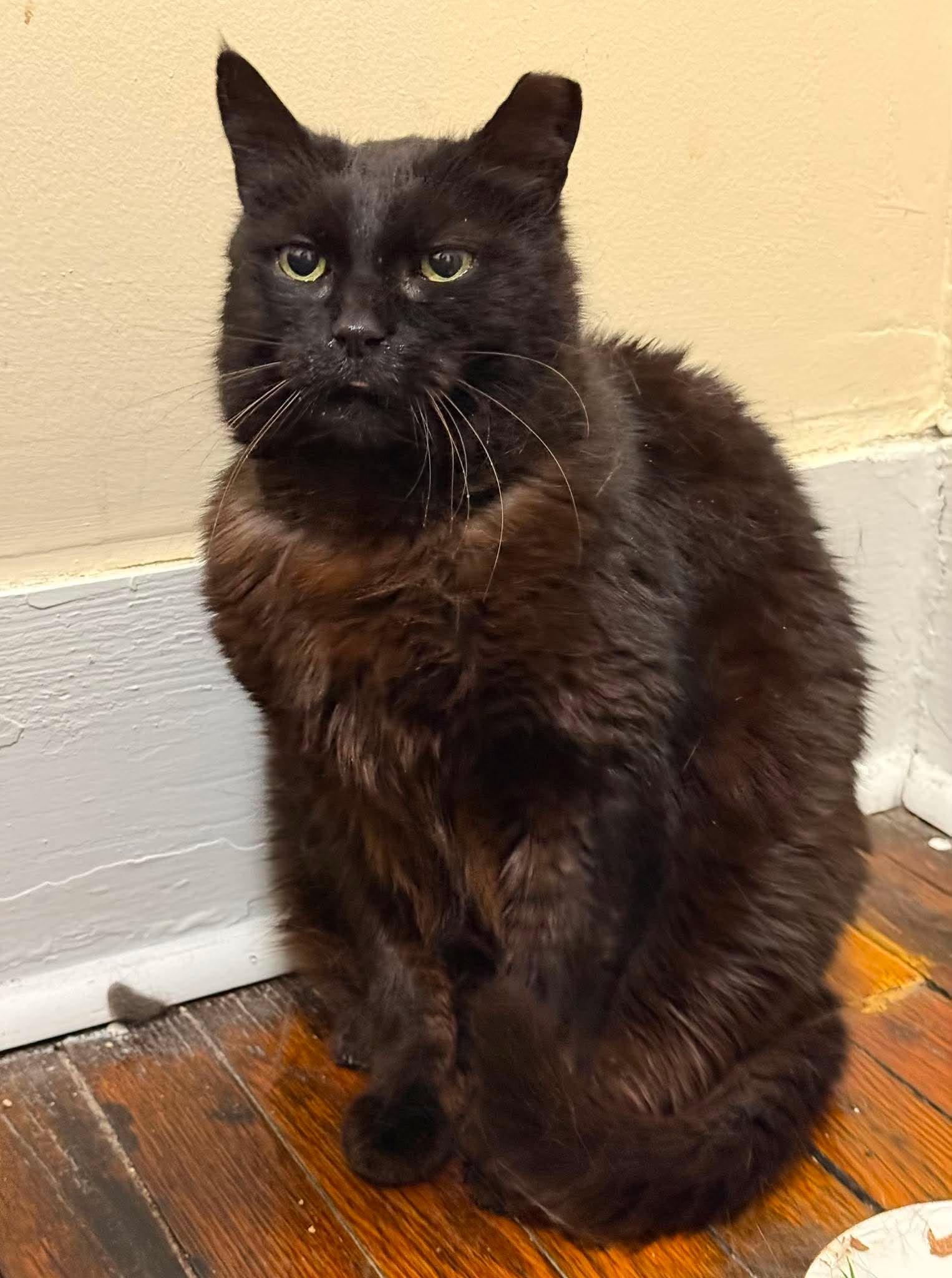 Koffee, a ADOPTABLE Domestic Short Hair in Roslindale, MA image 1/4