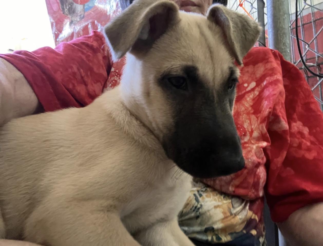 Enlarge OTTO - calm and sweet, a Adoptable mixed breed in New York, NY image 6/6