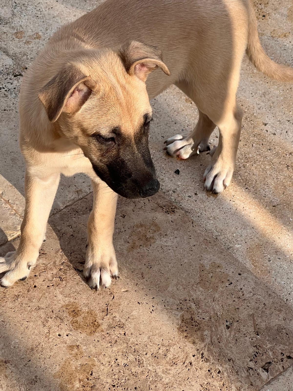 Enlarge OTTO - calm and sweet, a Adoptable mixed breed in New York, NY image 4/6