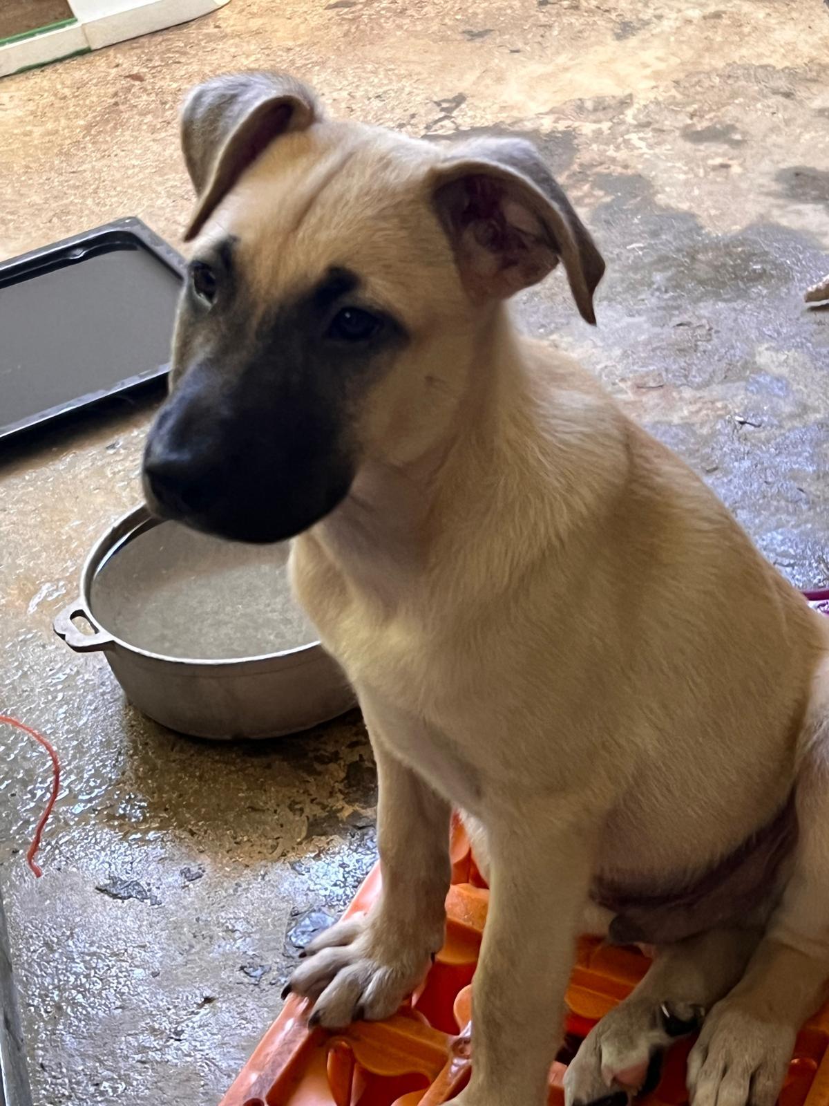 Enlarge OTTO - calm and sweet, a Adoptable mixed breed in New York, NY image 5/6