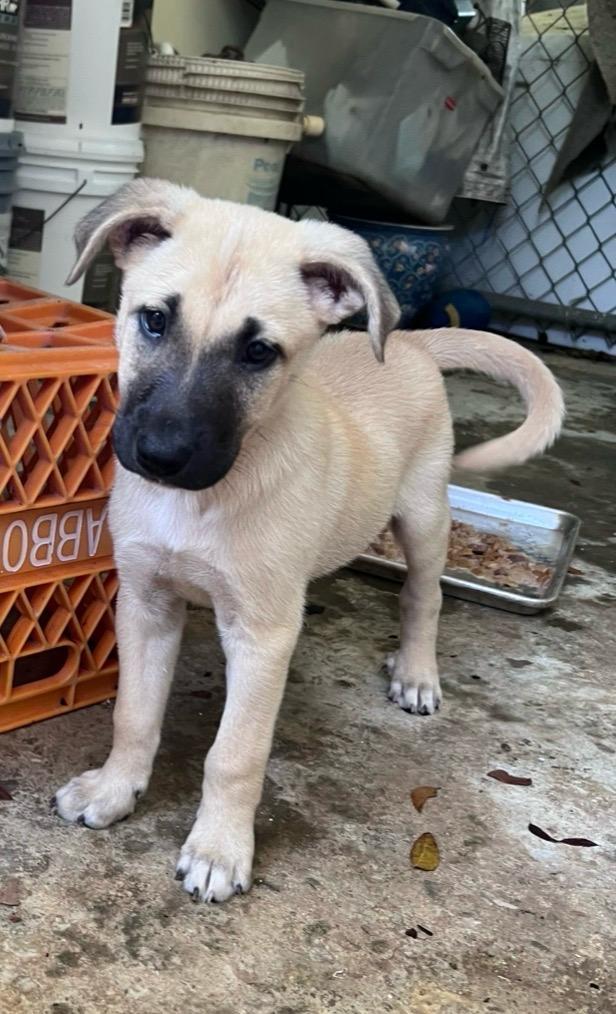 OTTO - calm and sweet, Adoptable, Puppy Male Shepherd & Mixed Breed.