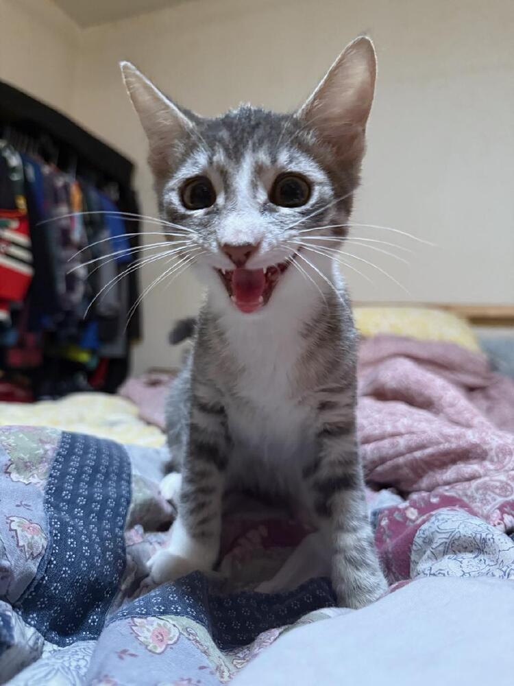 Jelly, Adoptable, Kitten Male Domestic Short Hair.