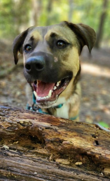 Enlarge Zuko, a Adoptable mixed breed in Annapolis, MD image 7/11