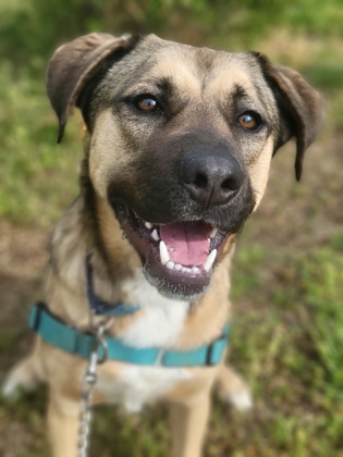 Zuko, a Adoptable mixed breed in Annapolis, MD image 1/11