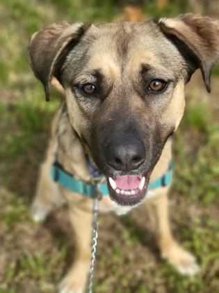 Enlarge Zuko, a Adoptable mixed breed in Annapolis, MD image 9/11