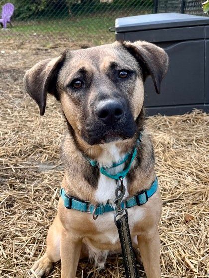 Enlarge Zuko, a Adoptable mixed breed in Annapolis, MD image 11/11